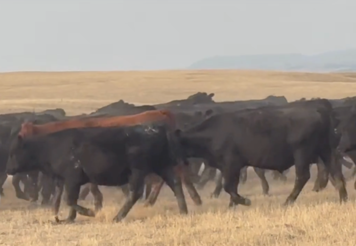 100 Head of Home Raised-1 iron- Calve March 8th 45 days!